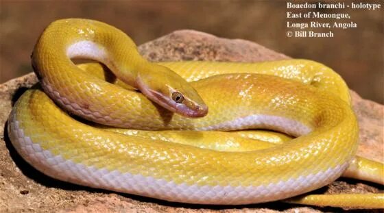 Желтый полоз змея фото Cobras, Serpente, Animais