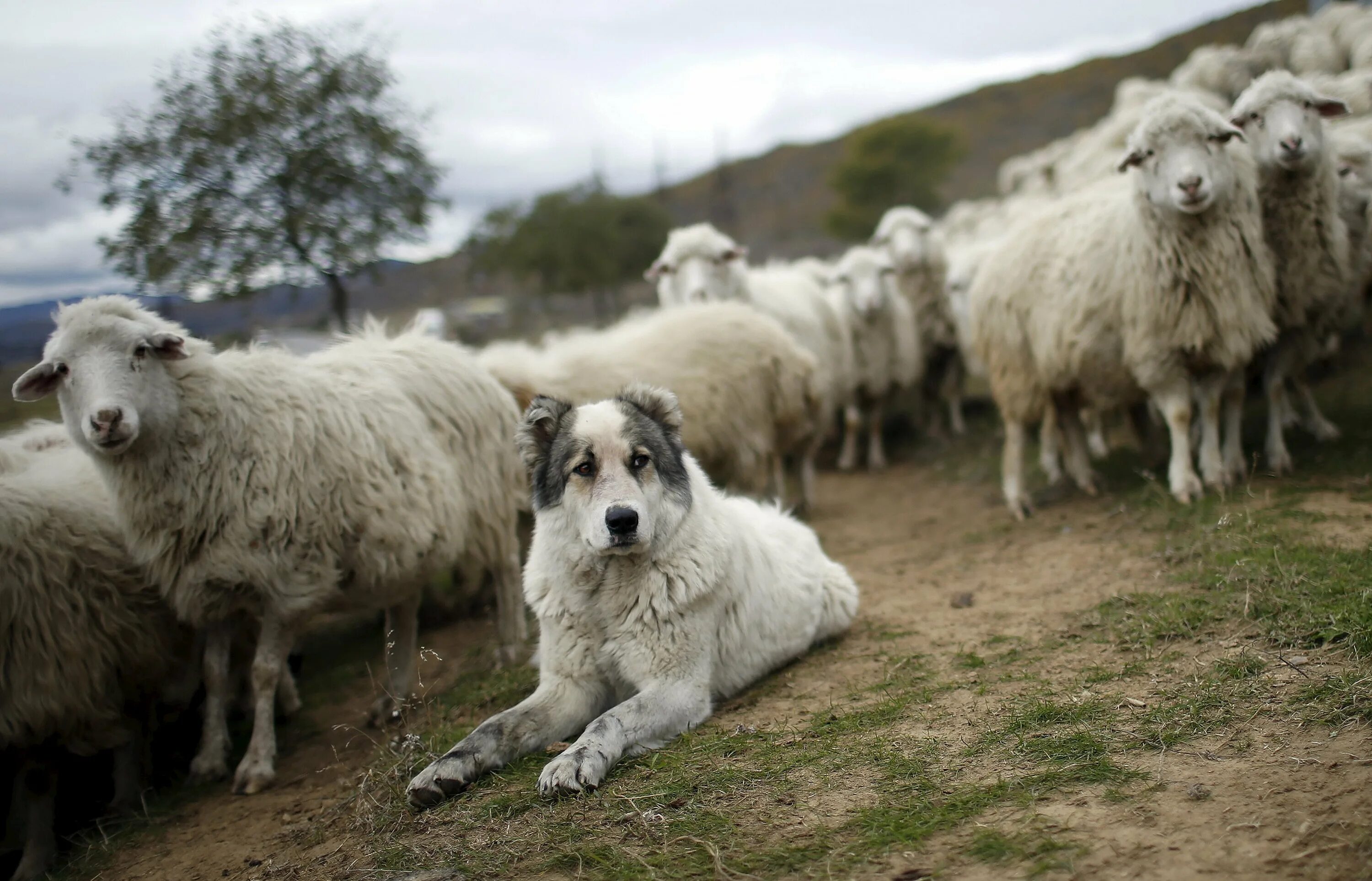 Пасу овечек. Порода собак Пастухов овец. Кавказская овчарка пасет овец. Южнорусская овчарка пасет овец. Порода Баранов Чабан.