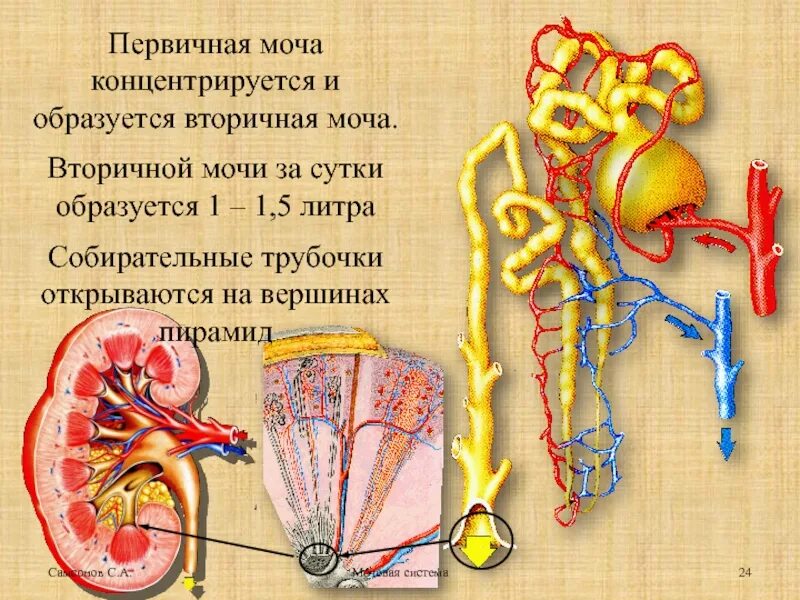 Где происходит вторичная моча. Мочевыделительная система первичная и вторичная моча. вторичная моча. первичная моча образуется в. вторичная моча образуется в.