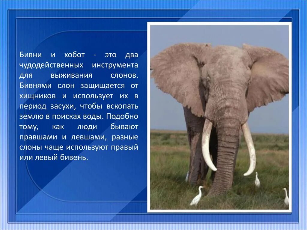 Бивни слона. Хоботок слона. Хобот и бивни слона. Зачем слону бивни. Почему слона назвали слоном
