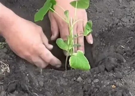 В какое время сажают кабачки