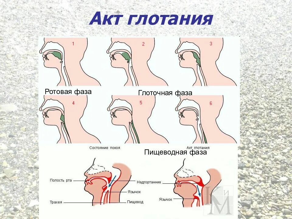 Глотание фазы глотания физиология. Схема глотания. Акт глотания физиология. Схема акта глотания. При глотании слюны в ухе