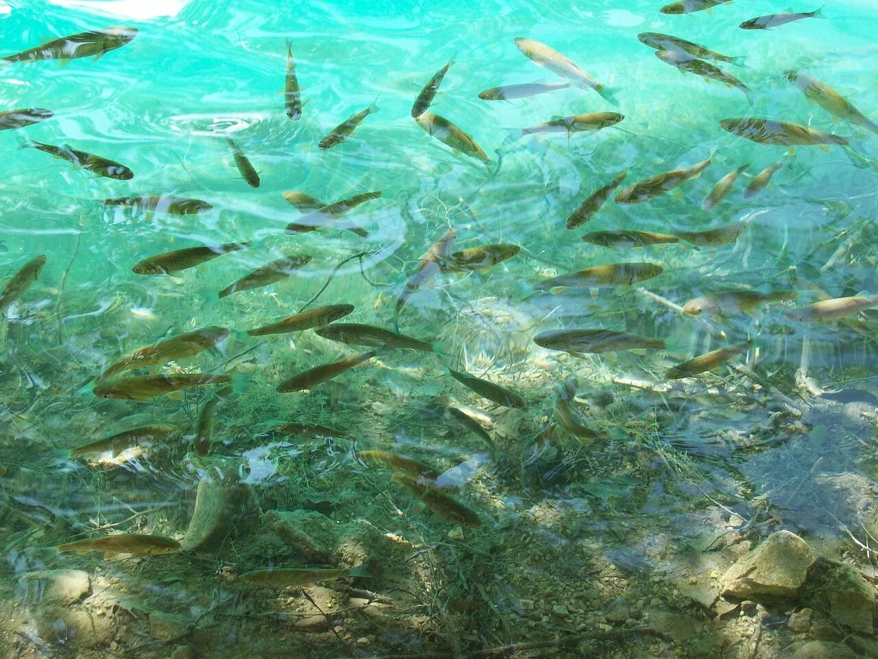 Плавать в чистой воде с рыбами