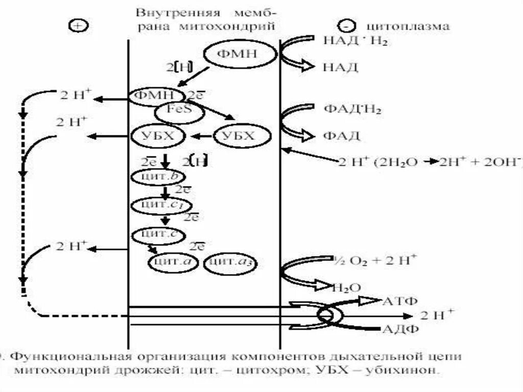 Выход прокариот на сушу. Дыхательная цепь прокариот. Дыхательная цепь бактерий. Регуляция прокариот этапы. Роль кислорода в дыхательной цепи.