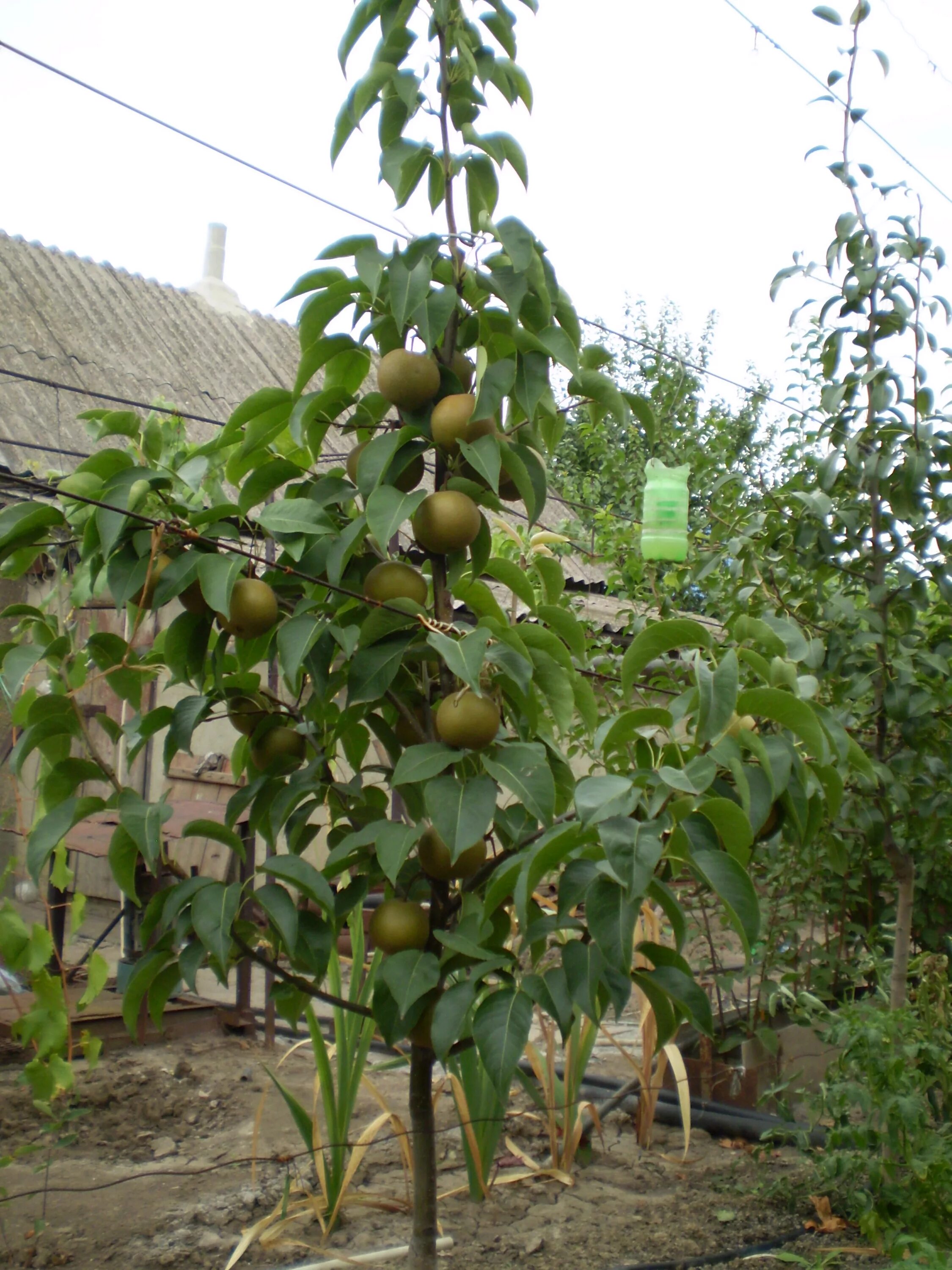 Amazon.com: Dwarf Pear Tree