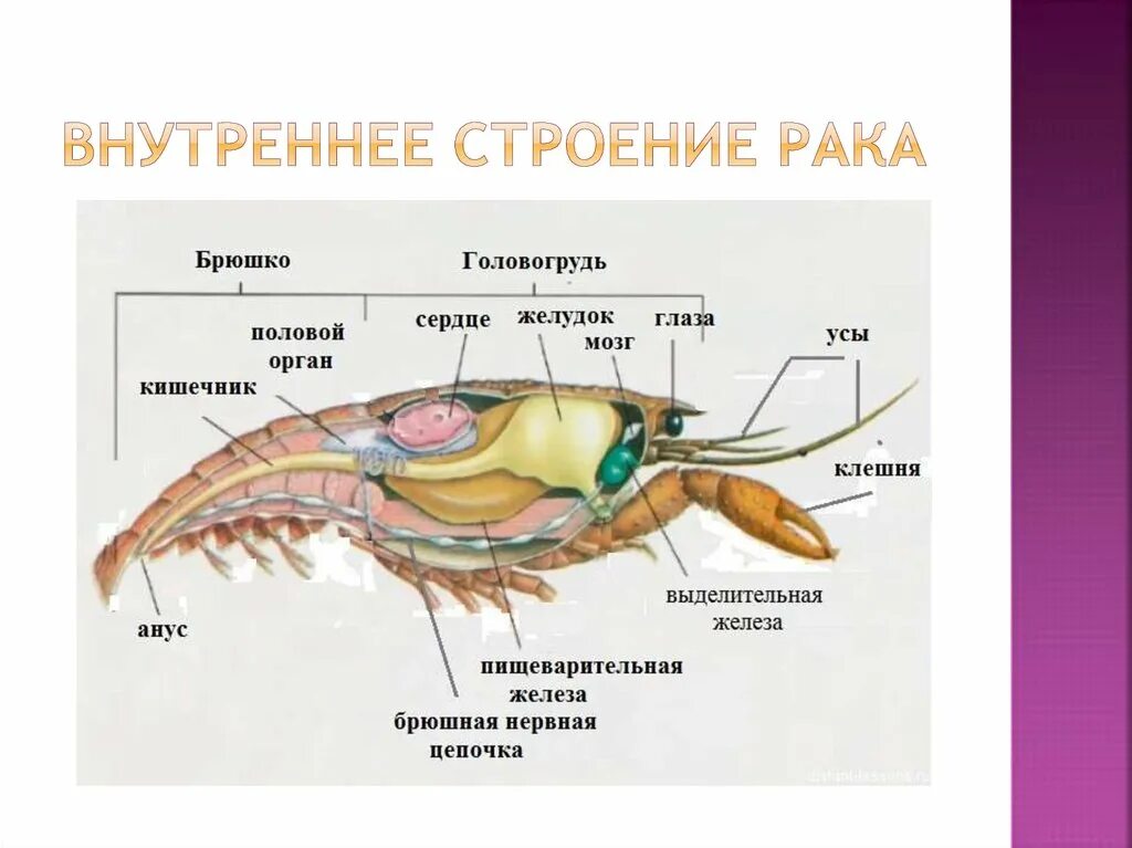 Пищевод креветки. Строение пищеварительной системы членистоногих. Пищеварительная система членистоногих ракообразных. Строение краба внутреннее строение. Членистоногие схема пищеварительной системы.