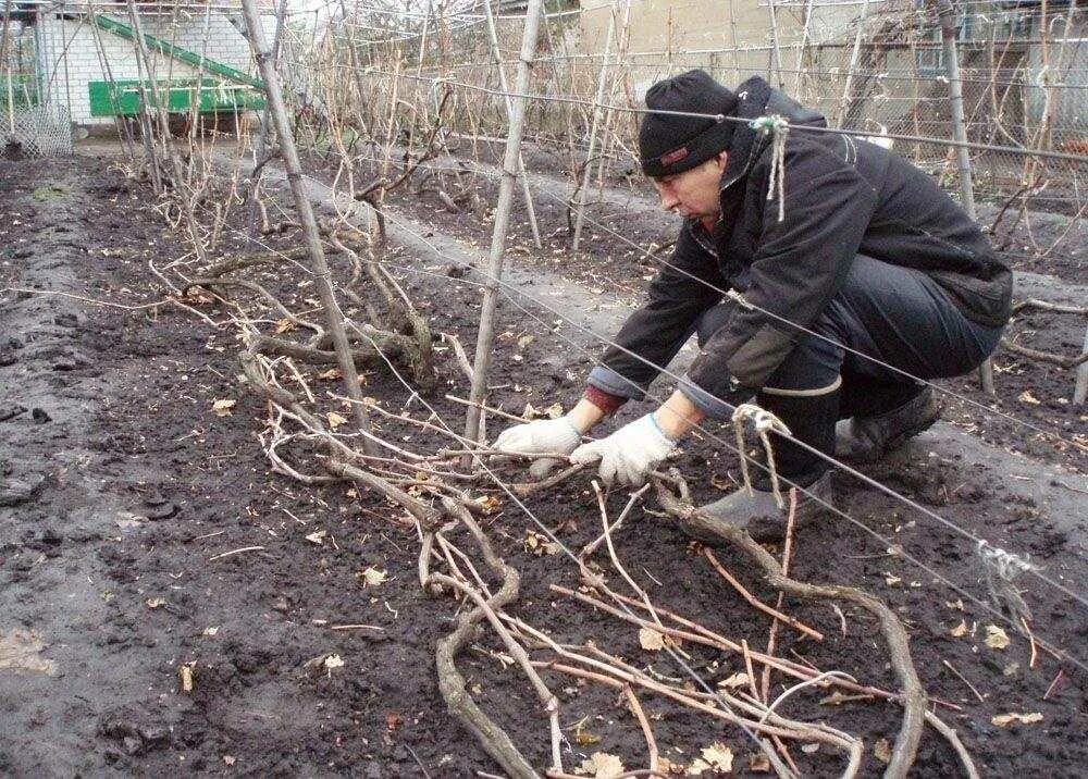 Виноград зимой уход. Укрытие винограда на зиму в Подмосковье. Подготовка винограда к зиме. Укрытие винограда в Подмосковье. Укрытие винограда осенью в Подмосковье.