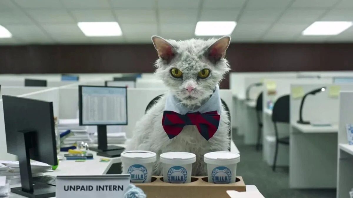Где работает кот. Кот в офисе. офисный котик. кот офисный работник. деловые коты.