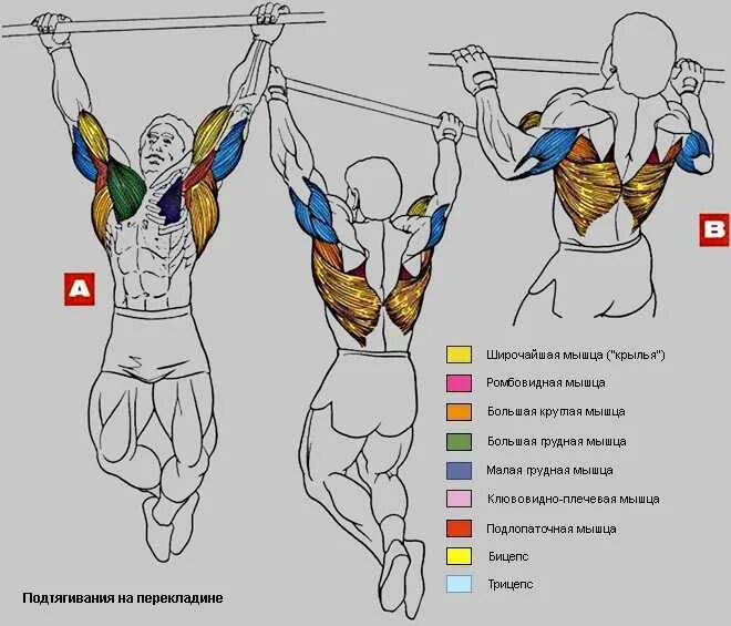 Какие подтягивания на какие группы. Подтягивания широким хватом. Виды подтягиваний на турнике какие мышцы. Мышцы при подтягивании обратным хватом. Группы мышц при подтягивании на турнике.