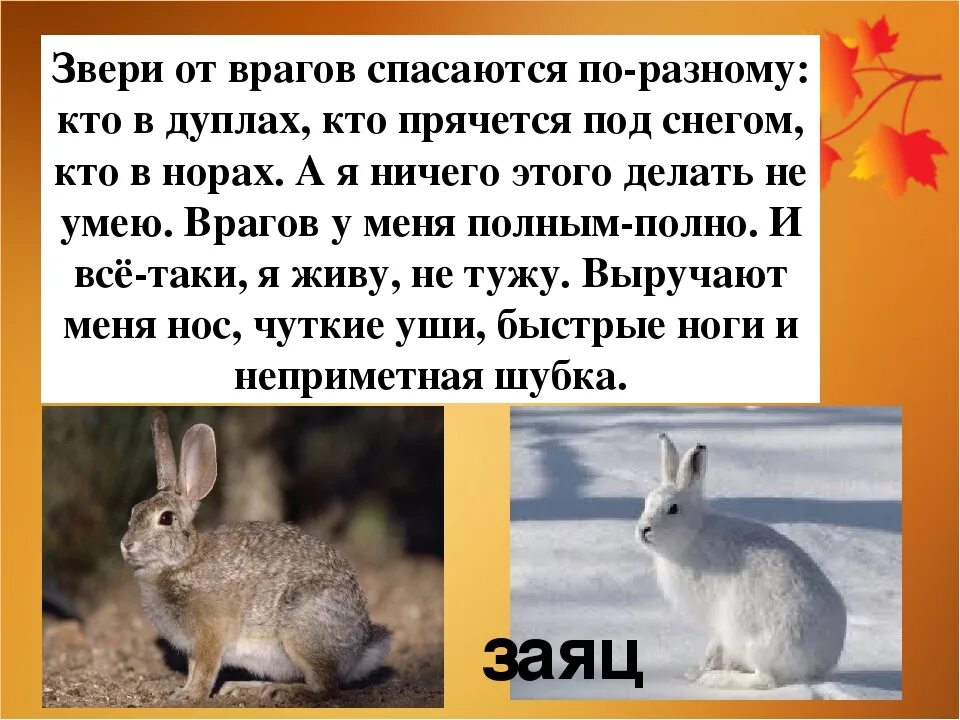 Как спастись от животных