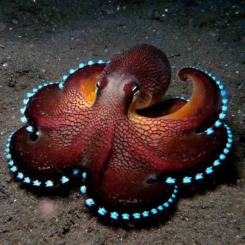 Amphioctopus marginatus. Головоногие моллюски голубая кровь. Головоногие моллюски осьминог. Карибский рифовый осьминог.