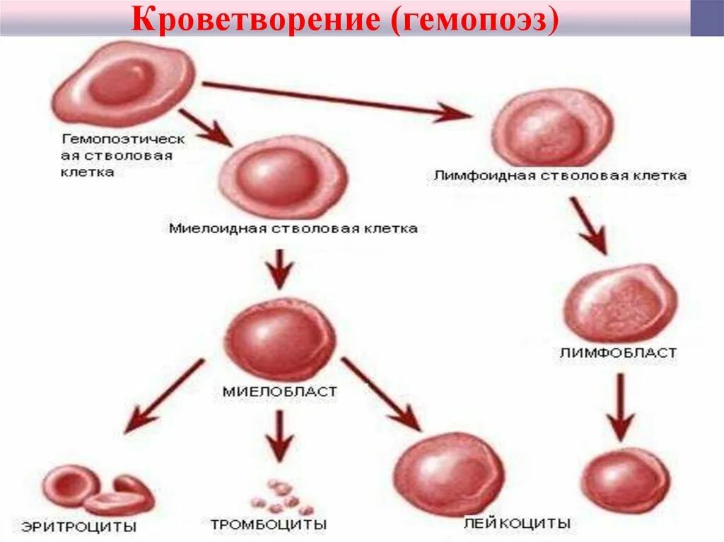 Распад крови. Схема кроветворения стволовая клетка. Кровь схема кроветворения. Процесс гемопоэза схема. Гемопоэз новорожденного.