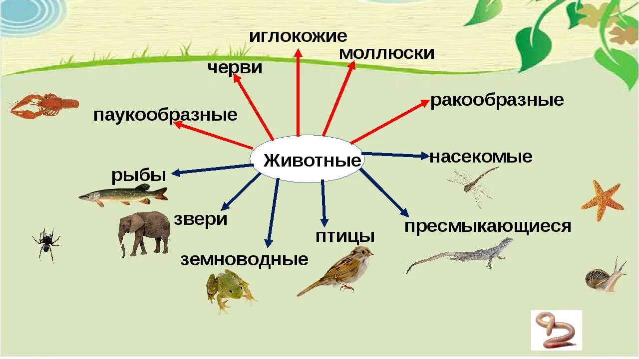 Сообщества животных названия. Разнообразие животных 3 класс. Разнообразие животных 3 класс окружающий мир. Группы животных окружающий мир. Разнообразие животных схема.