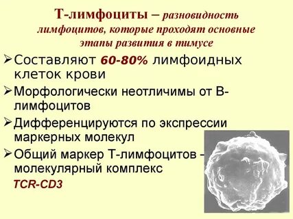 Роль лимфоцитов в организме