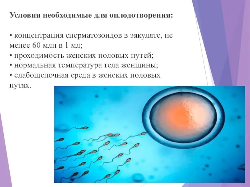 Для оплодотворения необходима. Условия оплодотворения. Условия необходимые для нормального оплодотворения. Какие условия необходимы для оплодотворения. Принудительное оплодотворение.