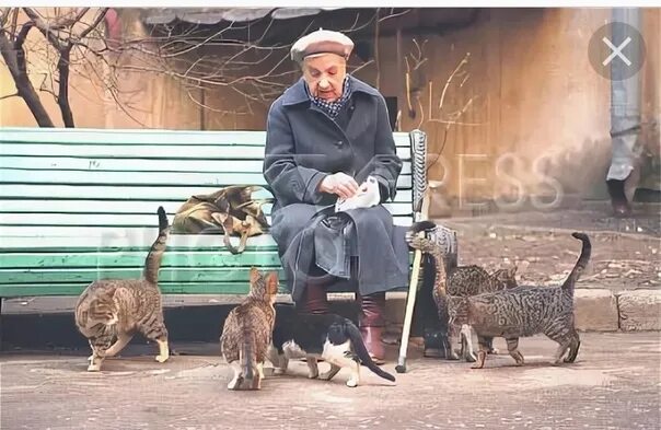 Женщина кормит кошек. Старушка кормит кошек. Бабушка кормит кошек. Бабушка кормит бездомных кошек. Бабушка подкармливает кошек.