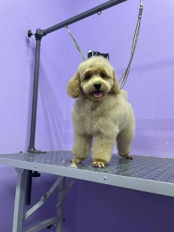 пушистый рай 2024. пушистый рай 2024. пушистый рай чита. нефертина пушистый рай. пушистый рай животные.