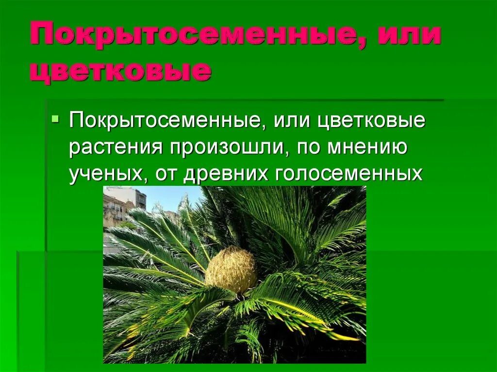 Покрытосеменные цветковые. Покрытосеменные или цветковые. Значение покрытосеменных. Покрытосеменные или цветковые растения. Чем характеризуются покрытосеменные растения