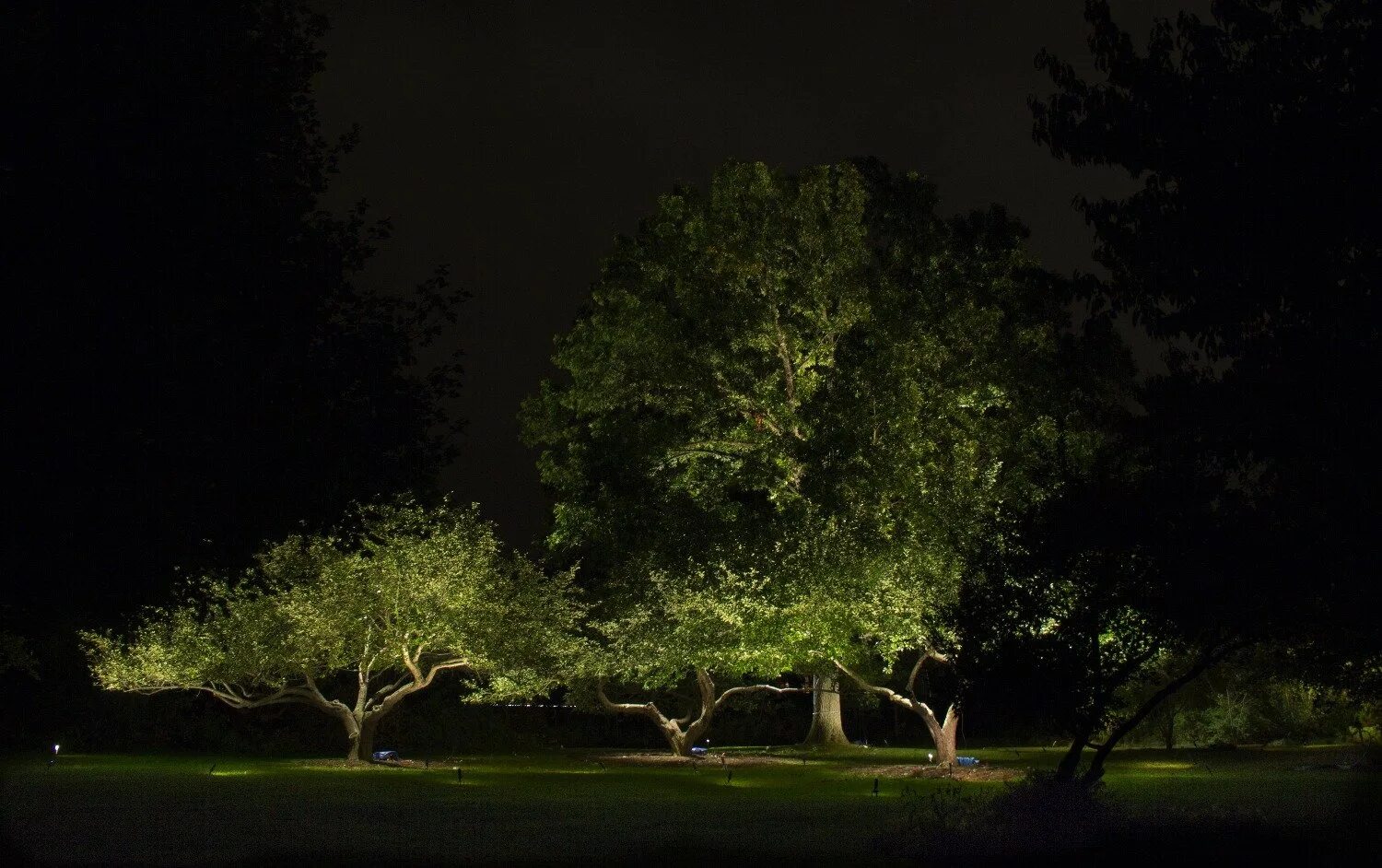 Подсветка деревьев снизу. Северное сияние 2015 канада. Аврора бореалис северное сияние. Мягким сиянием месяц освещал кроны больших деревьев. Ленточное северное сияние.
