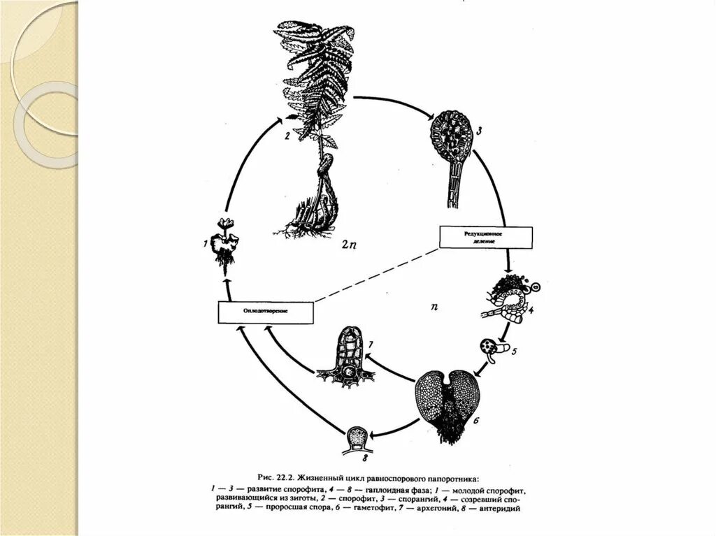 Размножение гаплоидными спорами. Цикл развития равноспорового папоротника. Жизненный цикл равноспорового папоротника схема. Жизненный цикл рознопорового папоротника. Жизненный цикл равноспорновой папоротника.