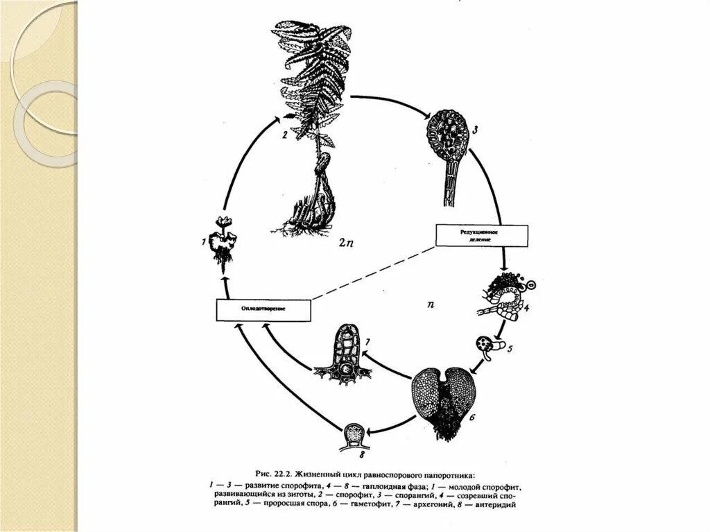 Цикл развития равноспорового папоротника. Жизненный цикл равноспорового папоротника схема. Жизненный цикл рознопорового папоротника. Жизненный цикл равноспорновой папоротника. Размножение гаплоидными спорами