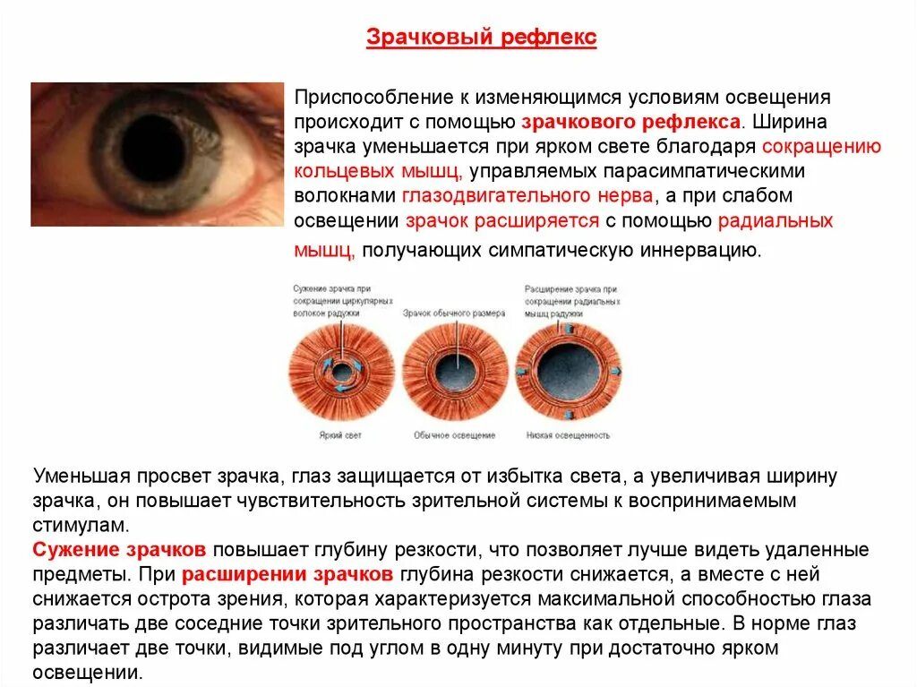 Сужает зрачки нервная система. Зрачковый рефлекс физиология. Механизм сужения зрачка. Расширение и сужение зрачка рефлекс. Регуляция просвета зрачка.