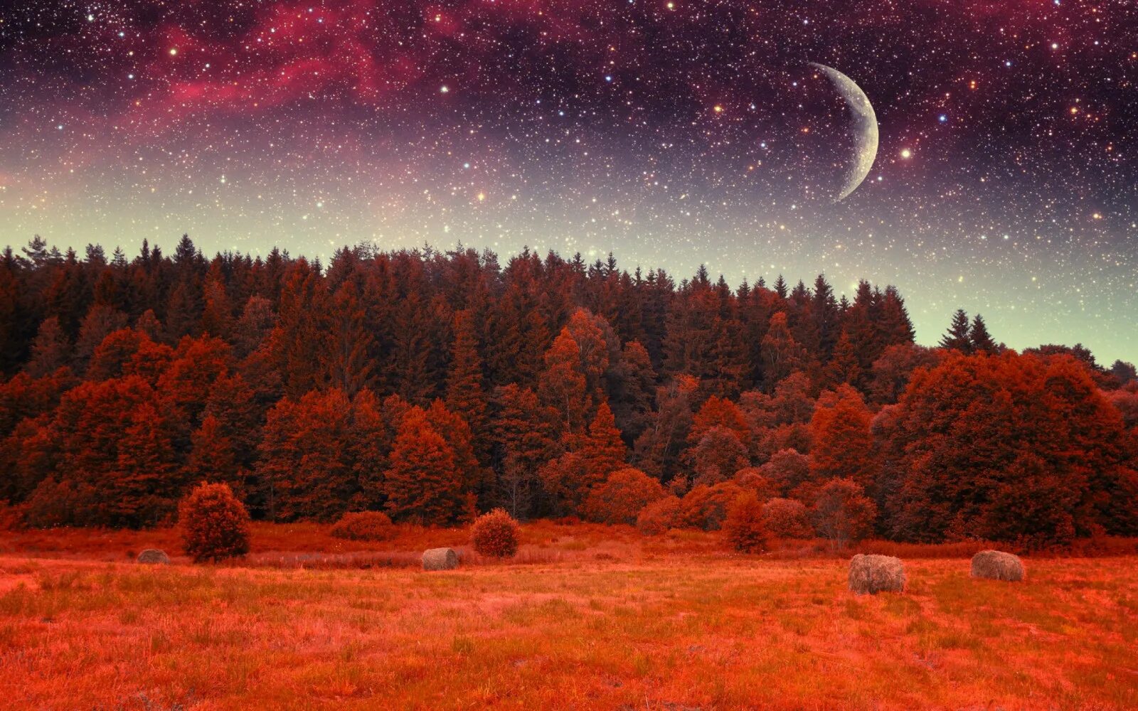 Самый прекрасный месяц. Звездное небо осенью. Осеннее звездное небо. Звездное небо в лесу. Осеннее ночное небо.