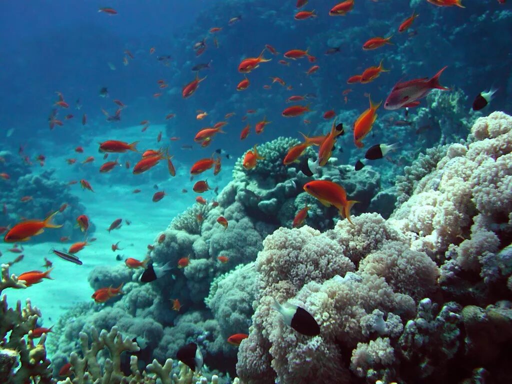 Coral island на русском. Коралловые рифы красного моря. Багамские острова коралловые рифы. Коралловый риф Маврикий. Коралловый Атолл.