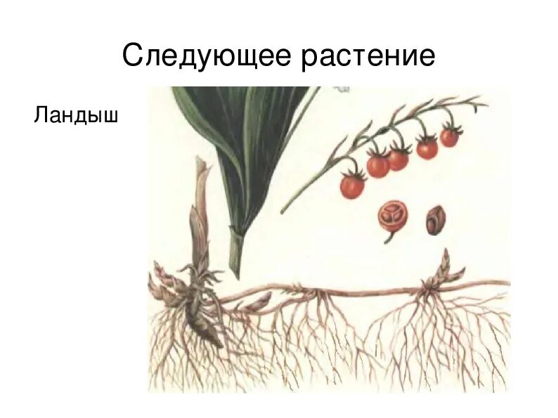 Корневище пырея представляет собой видоизмененный корень. Корневище ландыша.