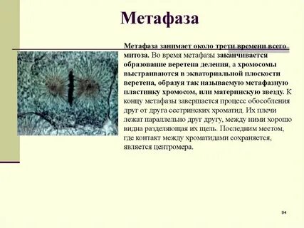Результат метафазы