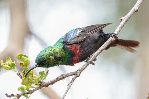 Sunbird comparison