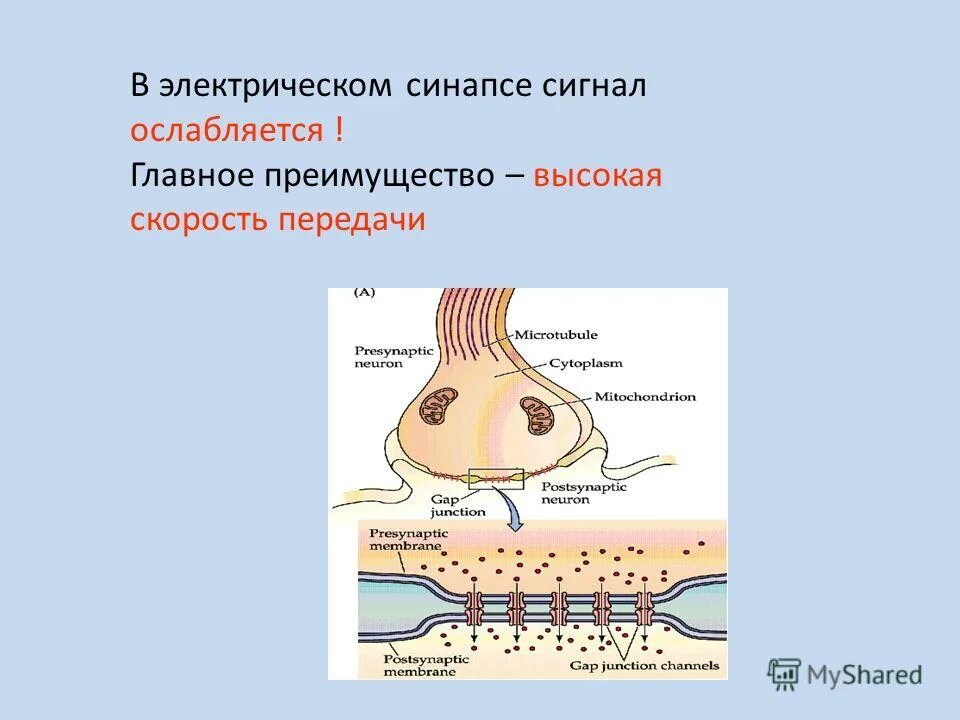 Синаптическая щель. Строение нейрона и синапса. Этапы дифференцировки нейронов. Ток ионов в синапсе. Строение синаптической мембраны.