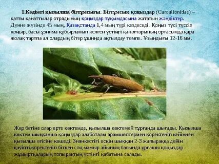 Екі рет қатарынан порно келді