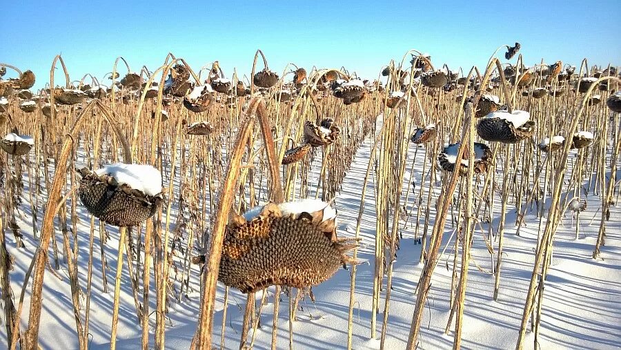 подсолнечник в снегу. почему подсолнечник убирают зимой. подсолнухи поле зима. почему подсолнечник убирают зимой. уборка подсолнуха на комбайне акрос.