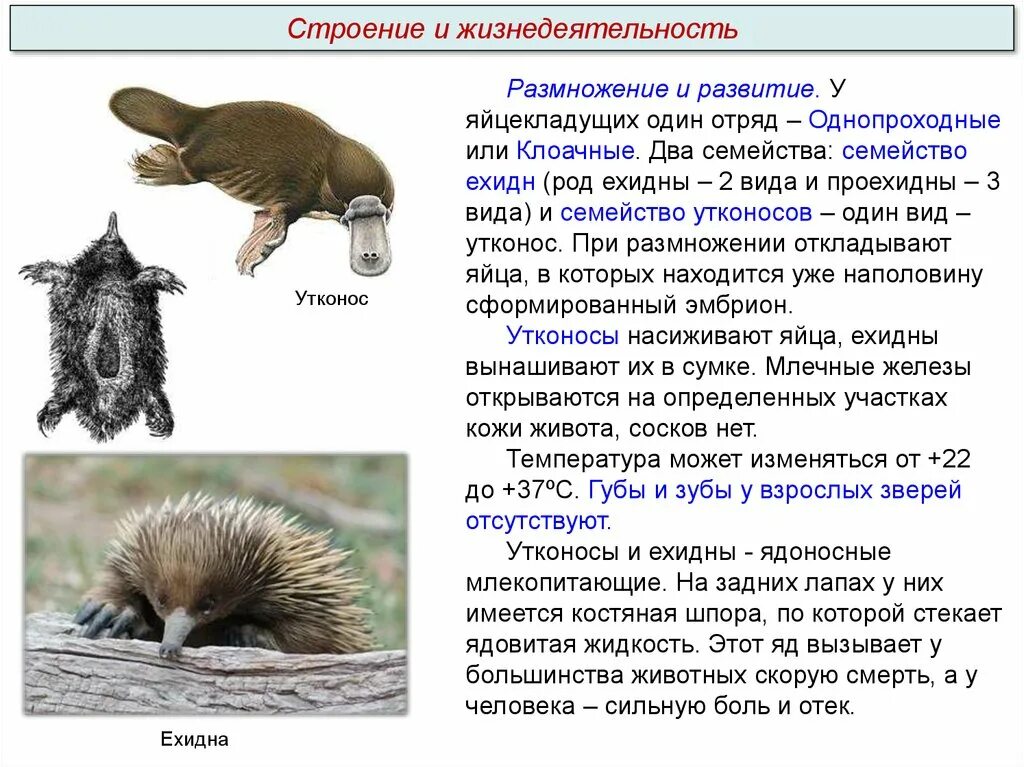 Первозвери яйцекладущие. Отряд Первозвери. Подкласс Первозвери отряд однопроходные. Подкласс Первозвери представители.