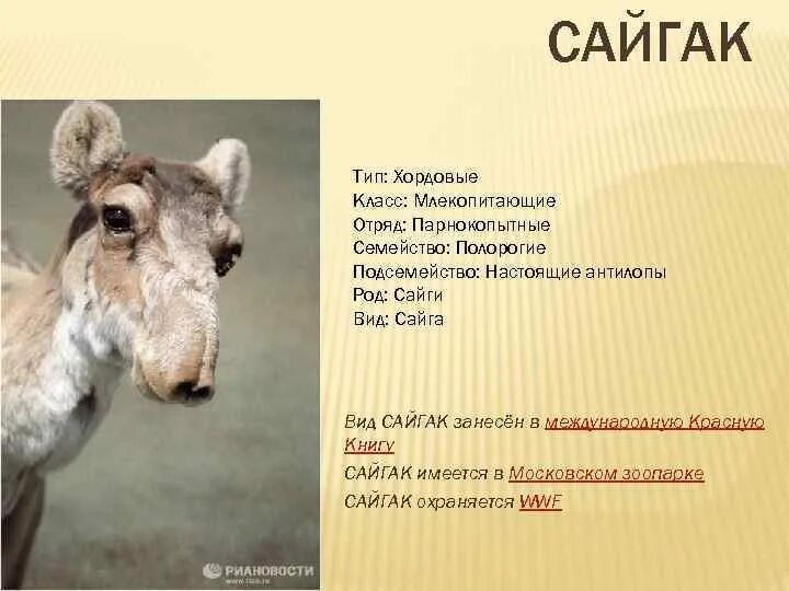 Сайгак книга. Сайгак saiga tatarica. Сайгак. Сайгак в ростовской области красная книга. Сайгак.