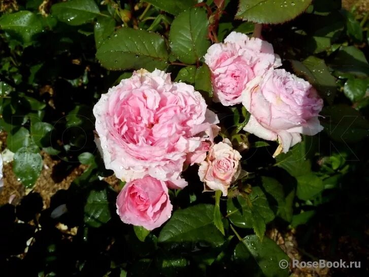 анри дельбар henri delbard роза. анри дельбар (henri delbard). роза henri delbard. чайно-гибридная роза анри дельбар. анри дельбар henri delbard роза.