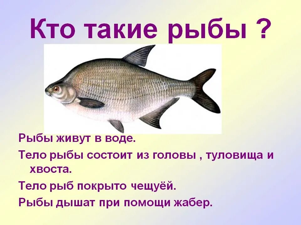 Слова рыба ответы. Рыба для презентации. Рыба для презентации для детей. Рыбы окружающий мир. Презентация на тему рыбы.