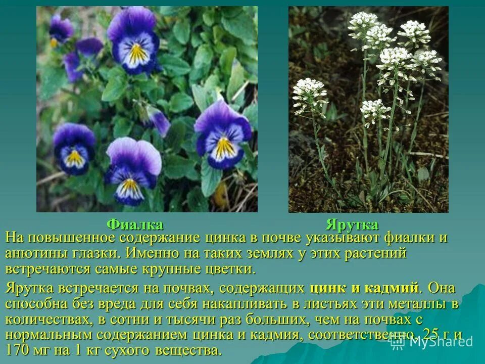 Недостаток азота у растений. Повышенное содержание в растениях. Удобрения для растений. Нитрофилы кустарники. Повышенное содержание в растениях.