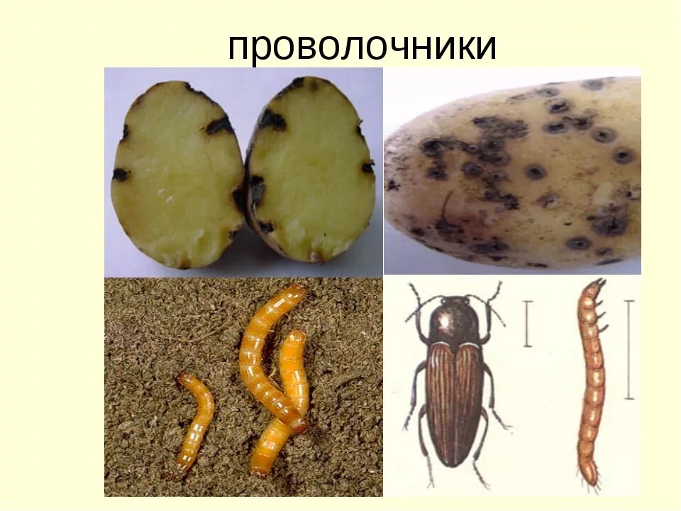 В какой среде обитания вредят личинки щелкуна. Жук-Щелкун проволочник. Щелкун Жук вредитель картофеля. Личинка жука проволочника. Картофельный Жук проволочник.