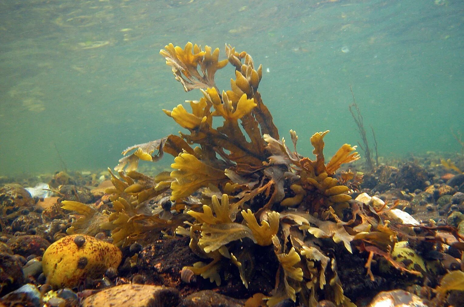 Морские водоросли богаты. Ламинария макроцистис. Ламинария японика. Морская капуста ламинария. Морские водоросли богаты.