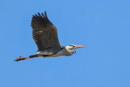 Grey Heron (Ardea cinerea), best photos. Birds of Kazakhstan.