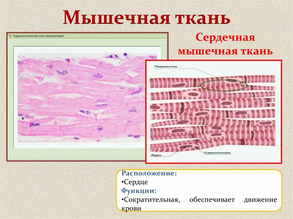 Сердечная мышца представлена тканью. Строение поперечно полосатой сердечной мышечной ткани. Поперечно полосатая сердечная мышца функции. Сердечная мышечная ткань строение. Сердечная ткань функции.