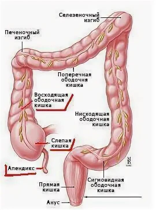 Селезеночный изгиб ободочной