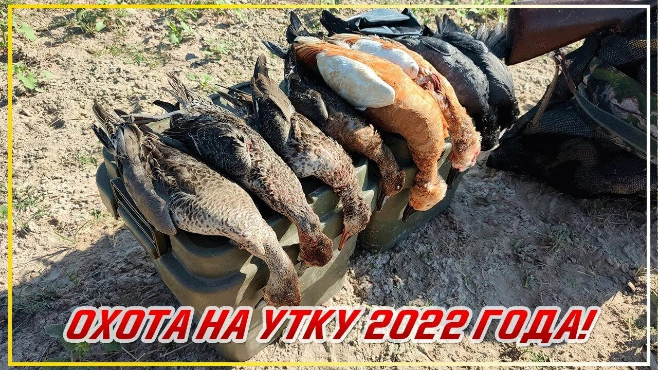 Охота 2022 утка