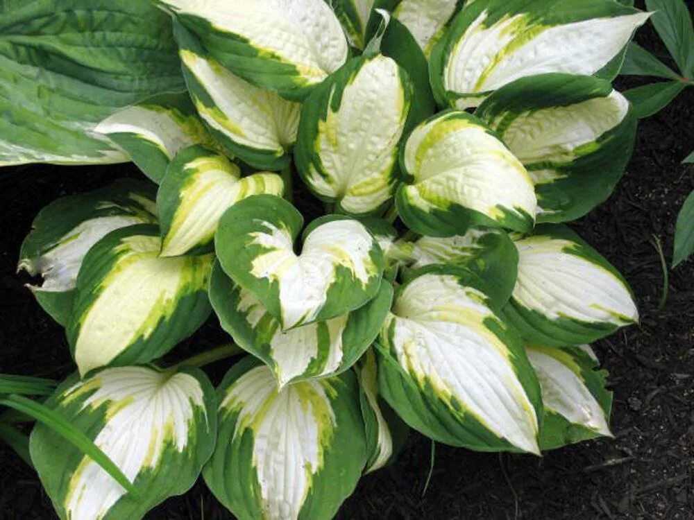 Хоста кэрол. Хоста гибридная колор фестиваль. Хоста вулкано айленд. Хоста вулкан. Хоста вулкано айленд.