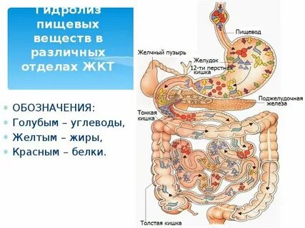 Желудок и кишечник