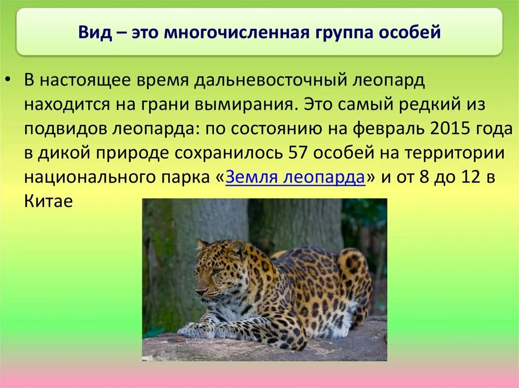Дальневосточный леопард. Леопард описание. Дальневосточный леопард на грани вымирания. Дальневосточный леопард описание.