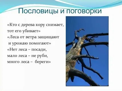 За деревьями леса не видно значение