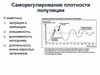 Постройте графики изменения численности популяции животных